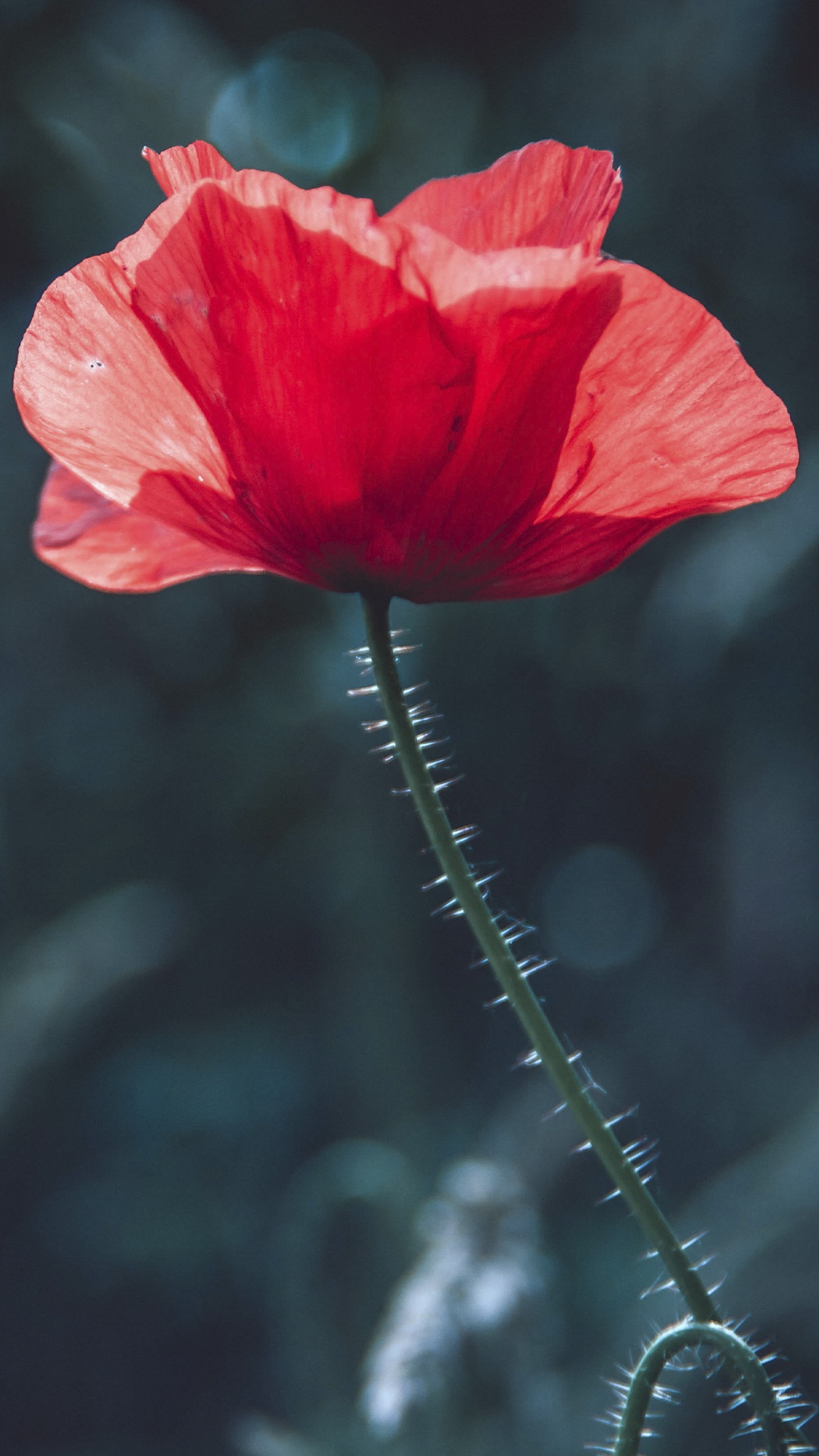 Flora, Plant Stem, Flowering Plant, Flower, Common Poppy. Wallpaper in 1080x1920 Resolution