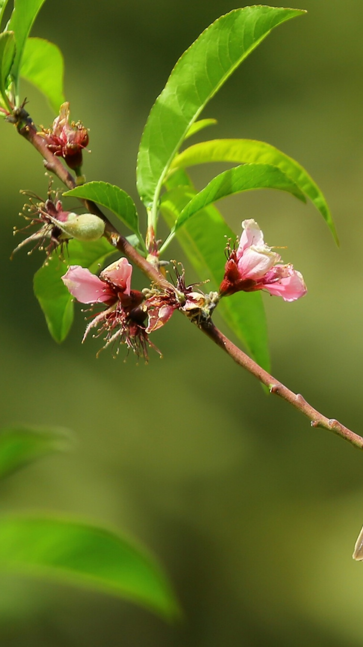 Brown Bird Perched on Pink Flower. Wallpaper in 750x1334 Resolution