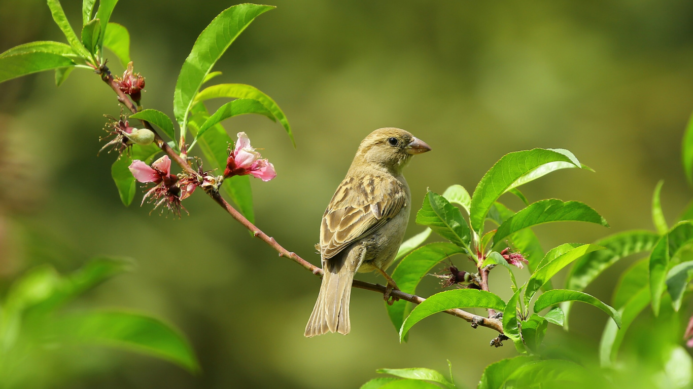 Oiseau Brun Perché Sur Une Fleur Rose. Wallpaper in 1366x768 Resolution