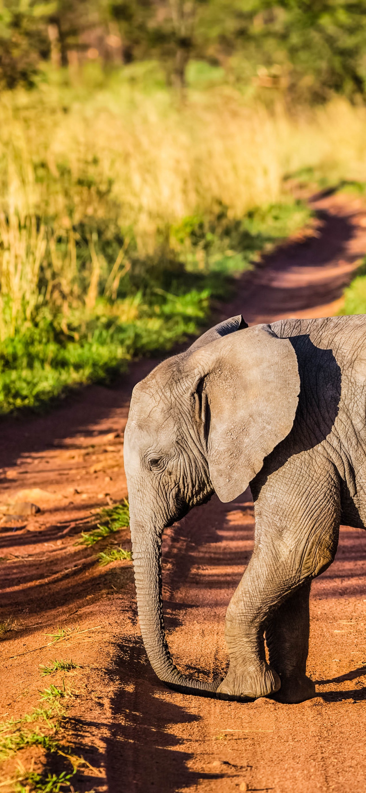 Elephant Walking on Dirt Road During Daytime. Wallpaper in 1242x2688 Resolution