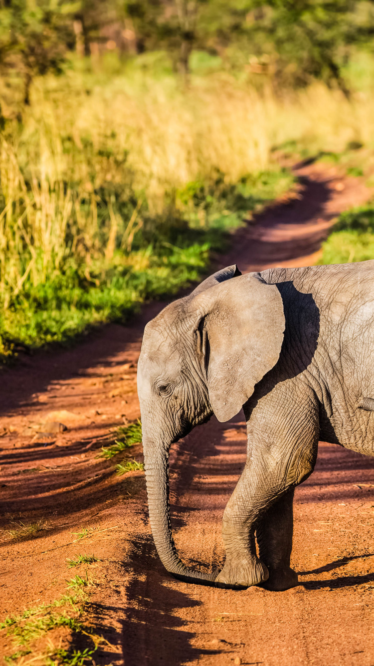 Elephant Walking on Dirt Road During Daytime. Wallpaper in 750x1334 Resolution