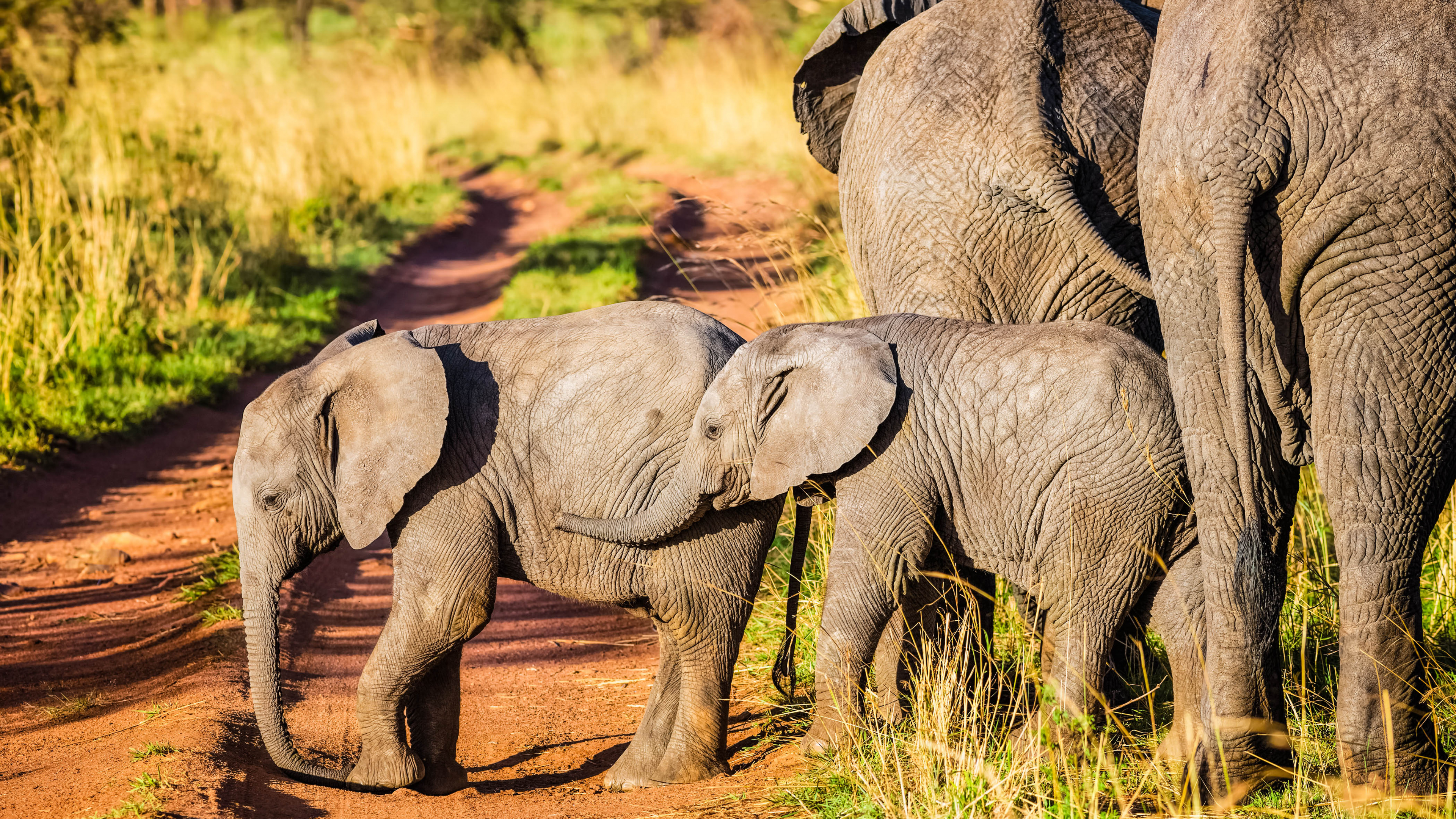 Elefant, Der Tagsüber Auf Unbefestigter Straße Läuft. Wallpaper in 3840x2160 Resolution