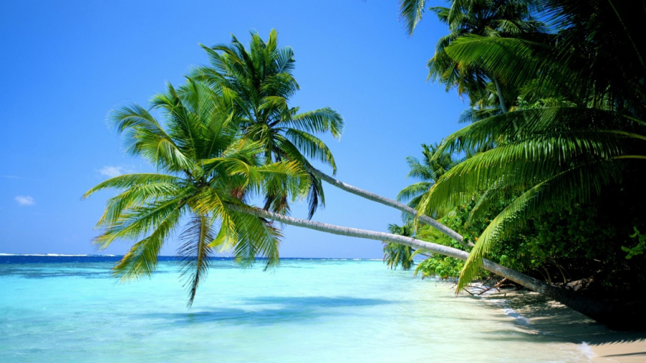 Cocotier Sur la Plage Pendant la Journée. Wallpaper in 1280x720 Resolution