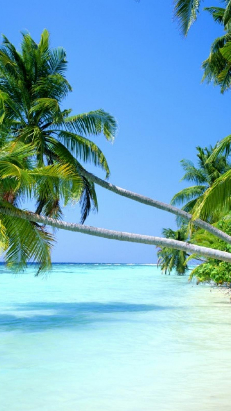 Cocotier Sur la Plage Pendant la Journée. Wallpaper in 750x1334 Resolution