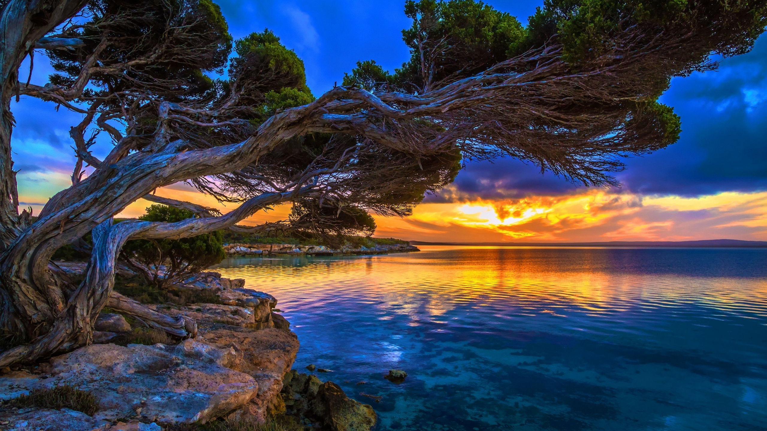 Brown Tree Trunk on Brown Rock Near Body of Water During Sunset. Wallpaper in 2560x1440 Resolution