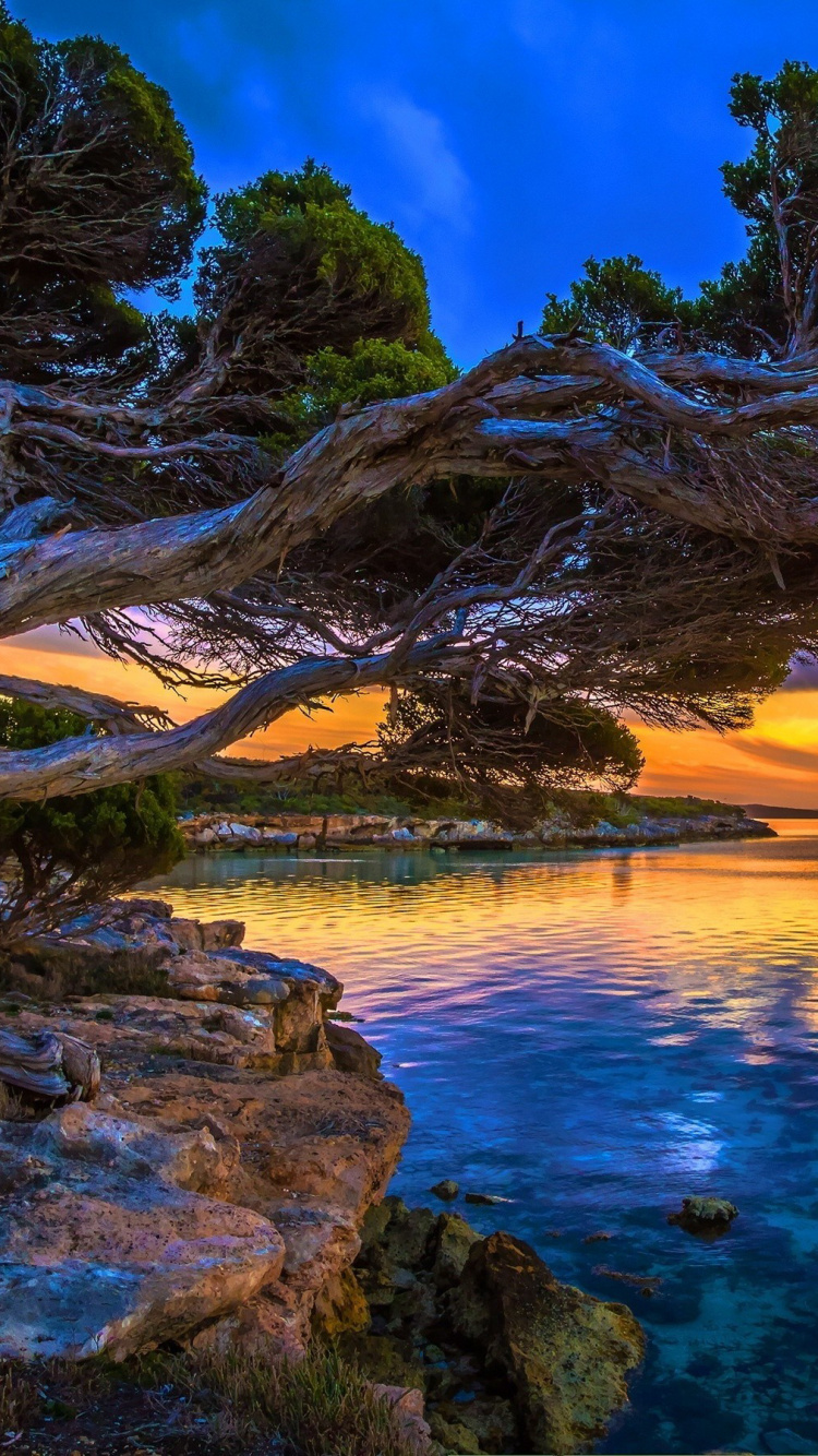 Brown Tree Trunk on Brown Rock Near Body of Water During Sunset. Wallpaper in 750x1334 Resolution