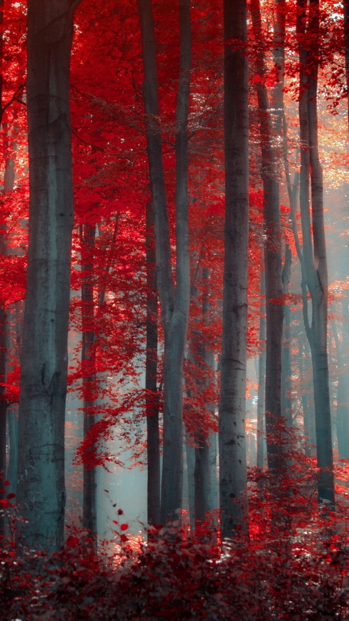 Red Leaf Trees During Daytime. Wallpaper in 720x1280 Resolution