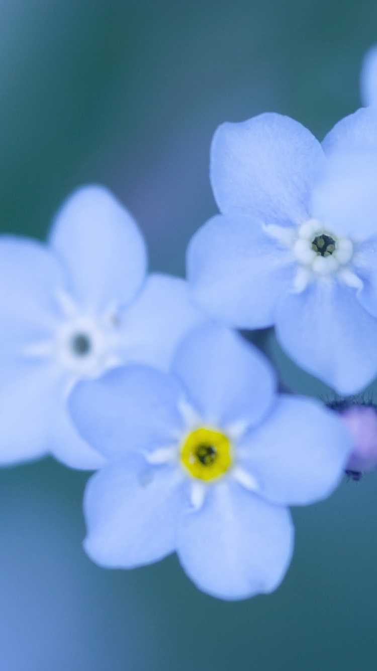 White and Purple Flower in Close up Photography. Wallpaper in 750x1334 Resolution
