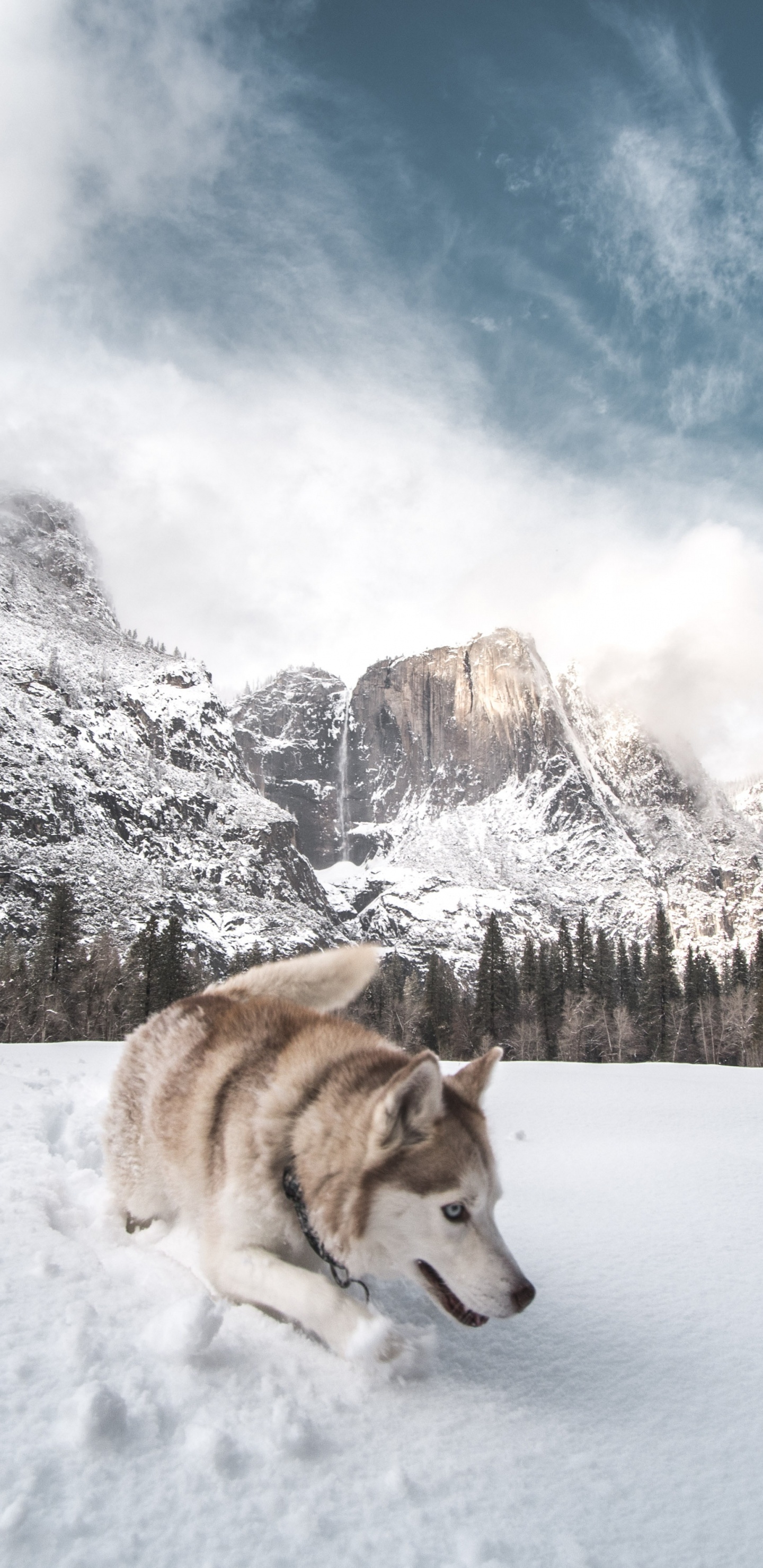 Brown and White Siberian Husky on Snow Covered Ground During Daytime. Wallpaper in 1440x2960 Resolution