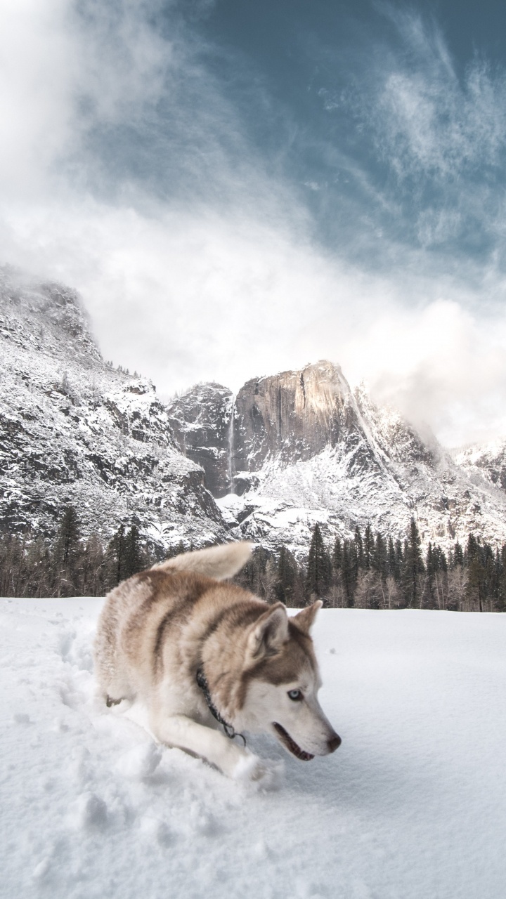 Brown and White Siberian Husky on Snow Covered Ground During Daytime. Wallpaper in 720x1280 Resolution