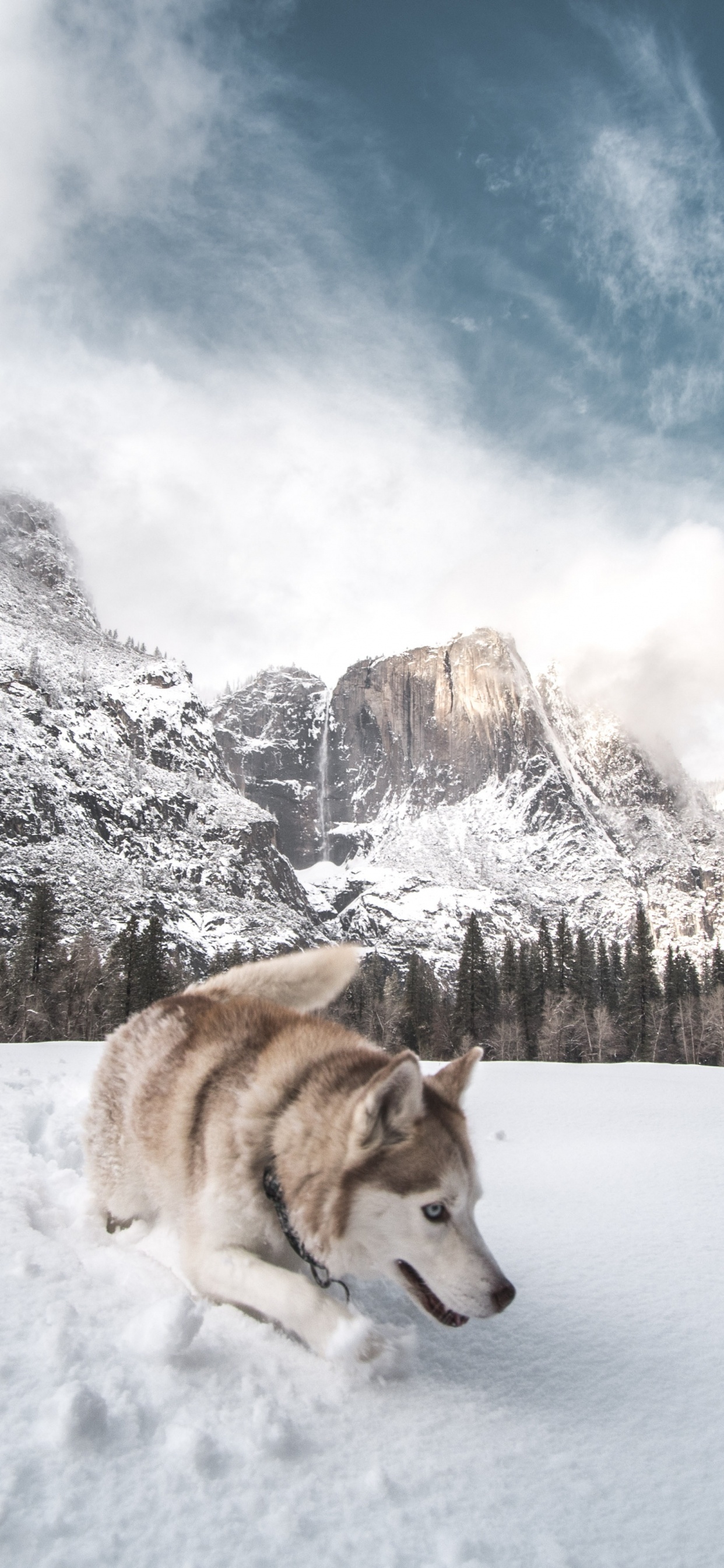 Husky Sibérien Brun et Blanc Sur un Sol Couvert de Neige Pendant la Journée. Wallpaper in 1242x2688 Resolution
