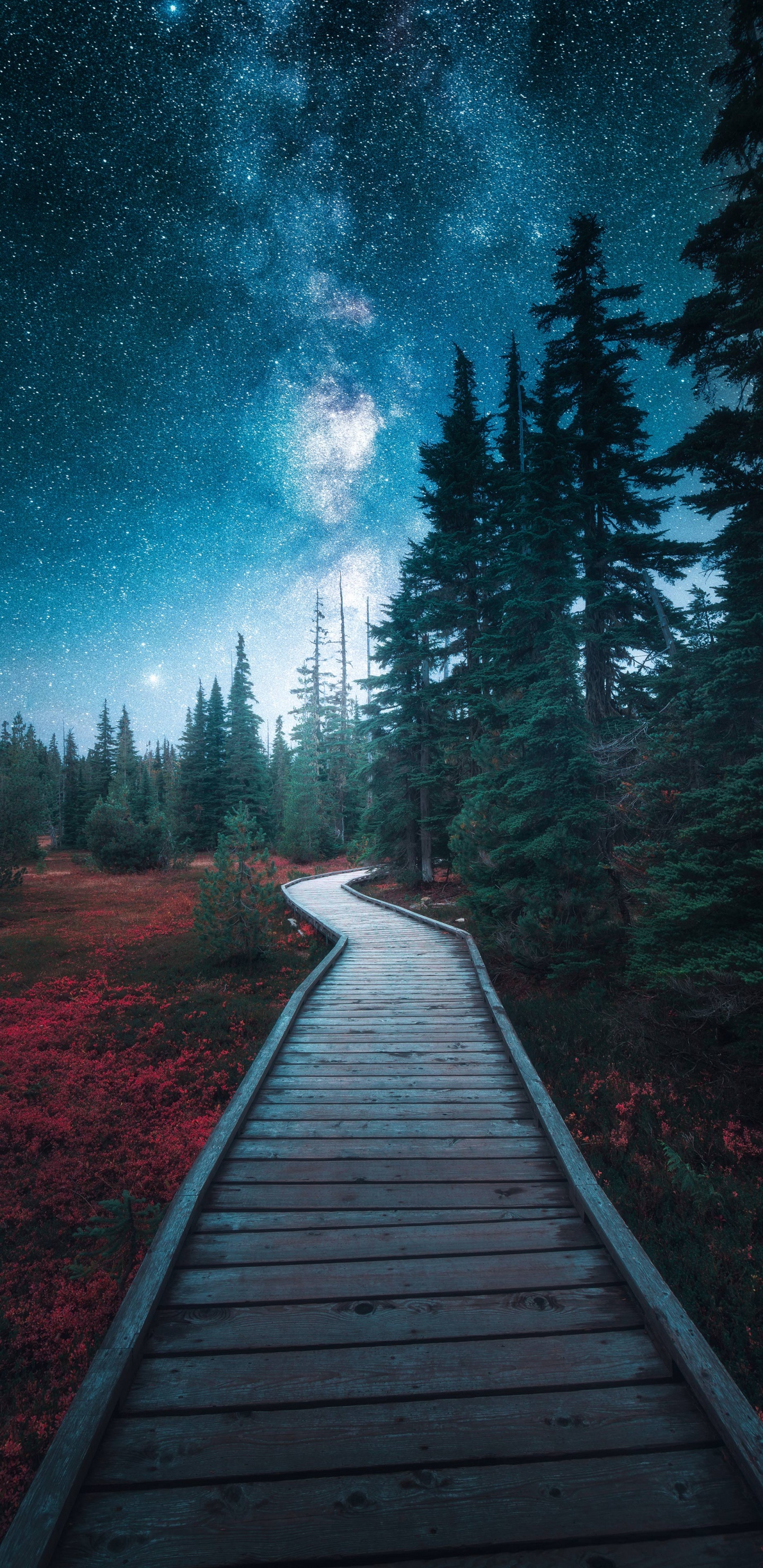 Nature, Paysage Naturel, Environnement Naturel, Biome. Wallpaper in 1440x2960 Resolution