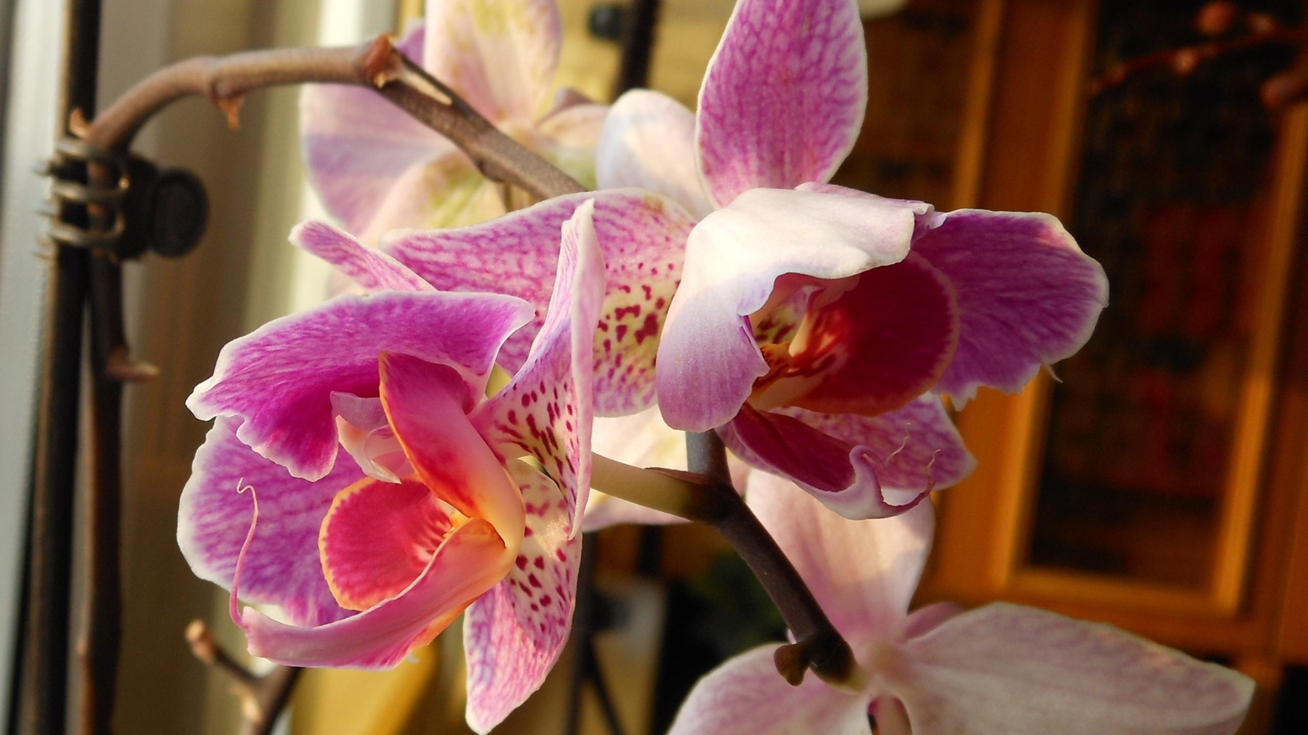 Orquídea Polilla Rosa y Blanca en Flor Durante el Día. Wallpaper in 2560x1440 Resolution