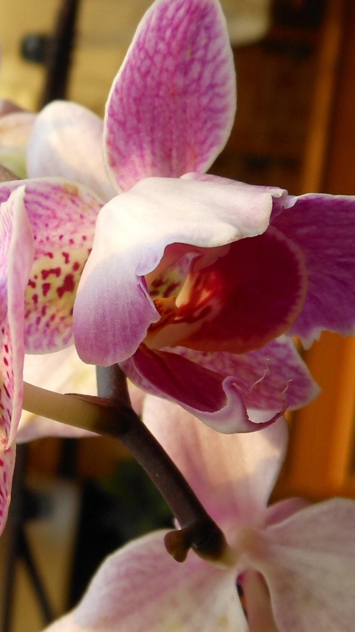 Pink and White Moth Orchid in Bloom During Daytime. Wallpaper in 720x1280 Resolution