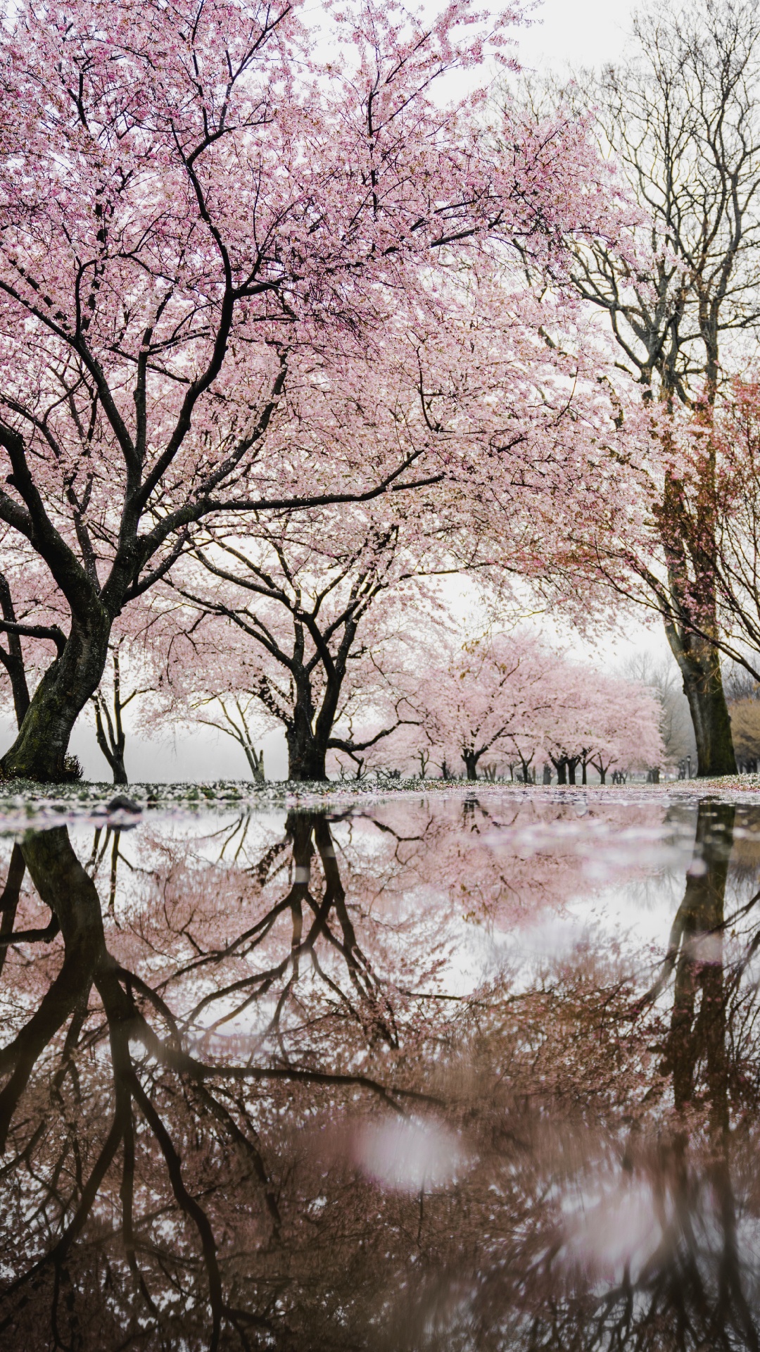 Cherry Blossom Tree by Water, Cherry Blossom, National Cherry Blossom Festival, Water, Flower. Wallpaper in 1080x1920 Resolution