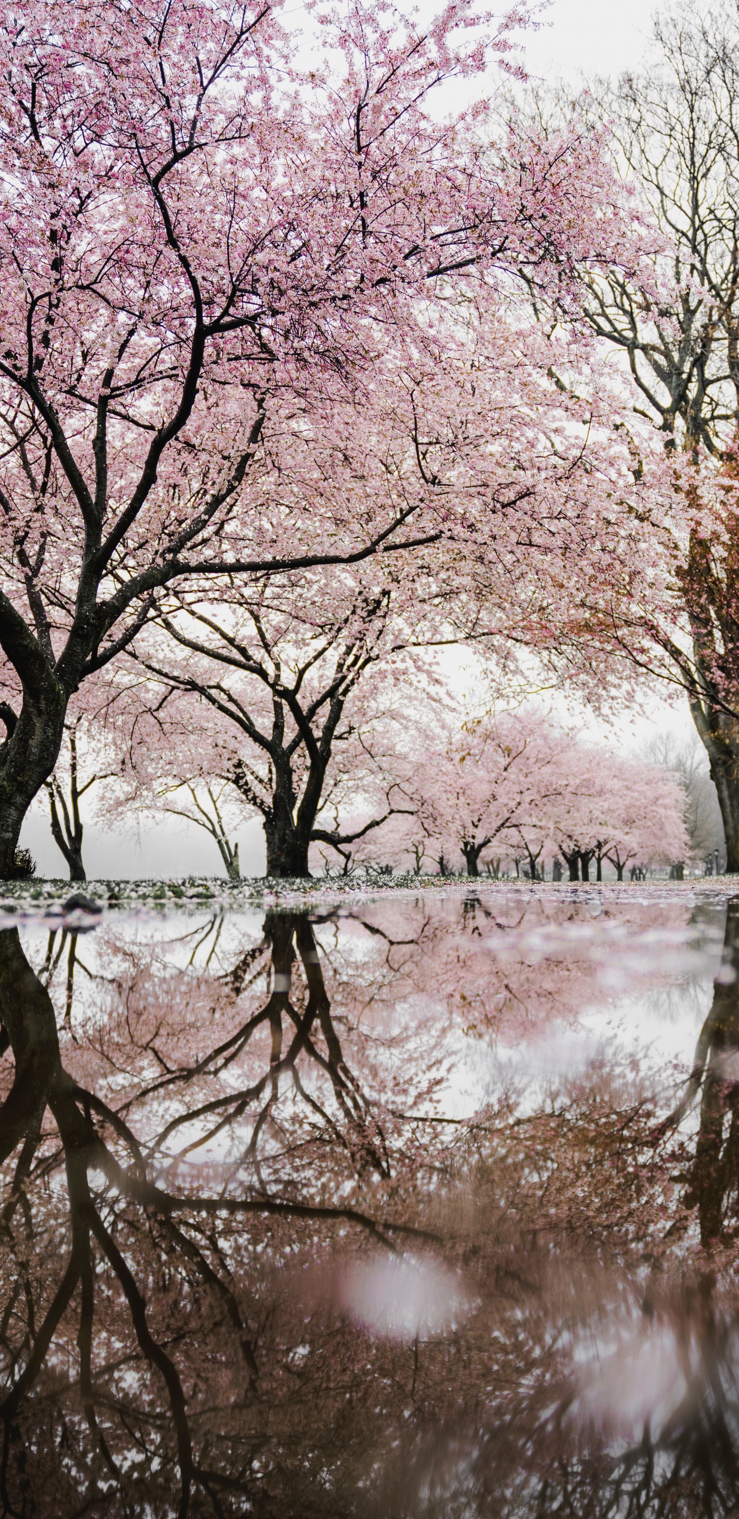 5,478 Cherry Blossom Tree Wallpaper Stock Photos, High-Res Pictures, and  Images - Getty Images