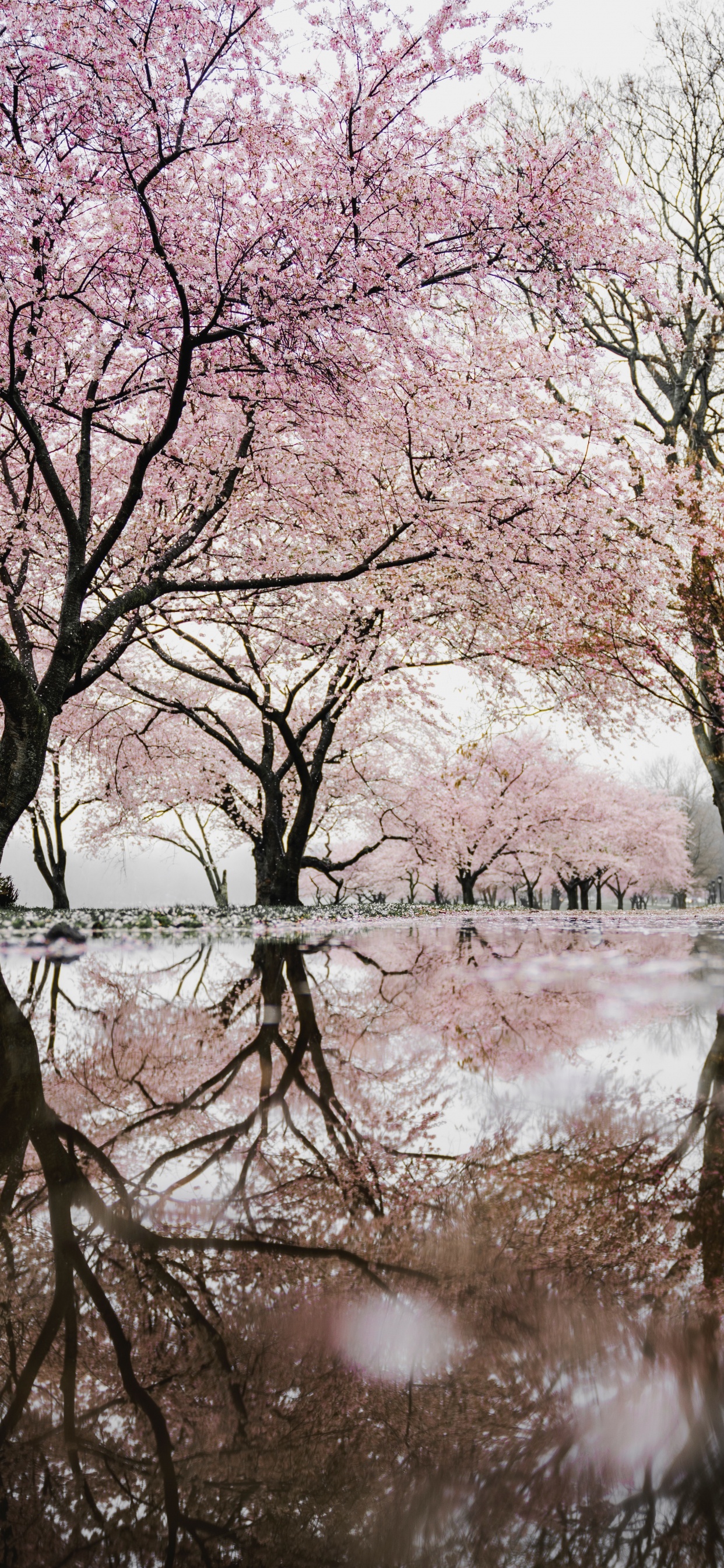 Kirschblütenbaum am Wasser, Kirschblüte, National Cherry Blossom Festival, Wasser, Gewässer. Wallpaper in 1242x2688 Resolution