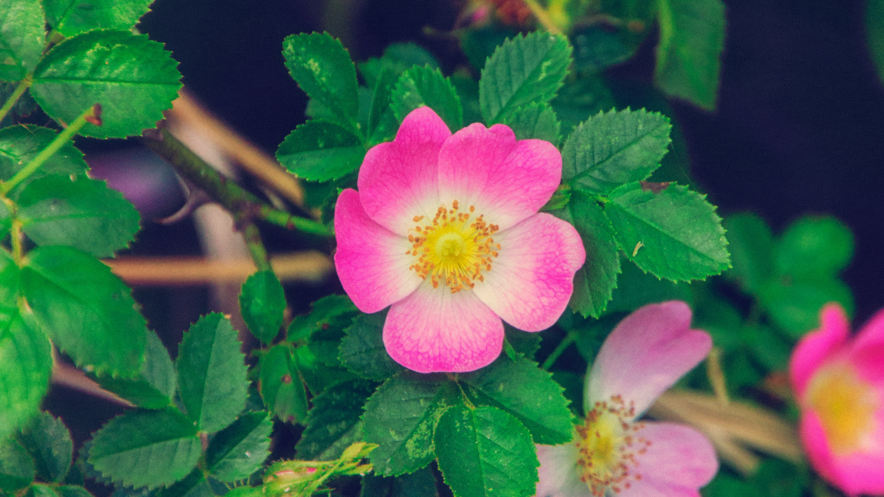 Rosa Und Weiße Blume in Makroaufnahme. Wallpaper in 1280x720 Resolution
