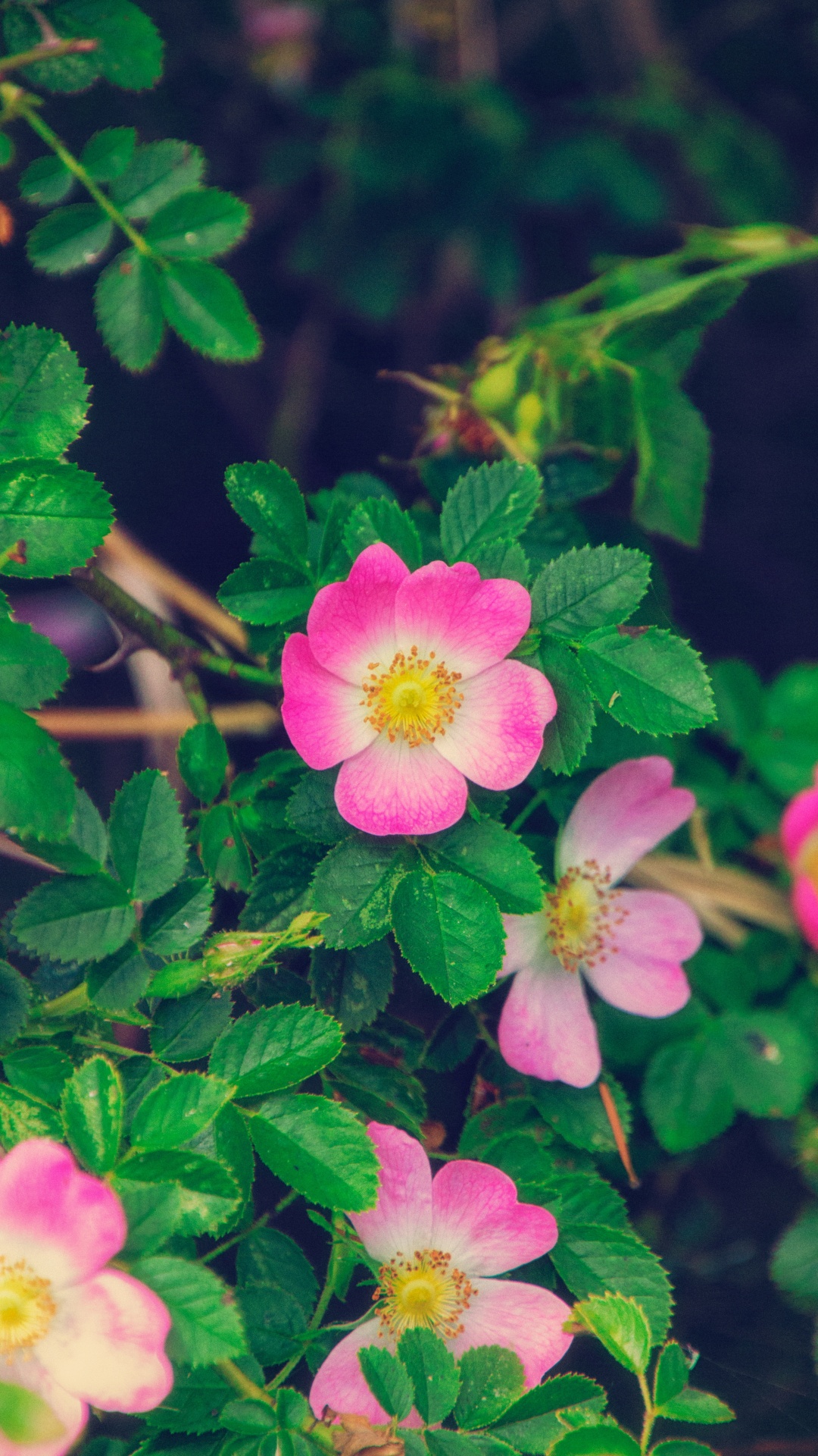 Pink and White Flower in Macro Shot. Wallpaper in 1080x1920 Resolution
