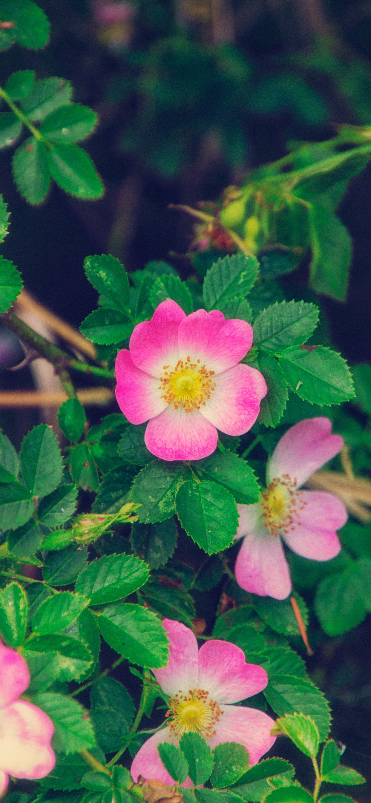 Pink and White Flower in Macro Shot. Wallpaper in 1242x2688 Resolution