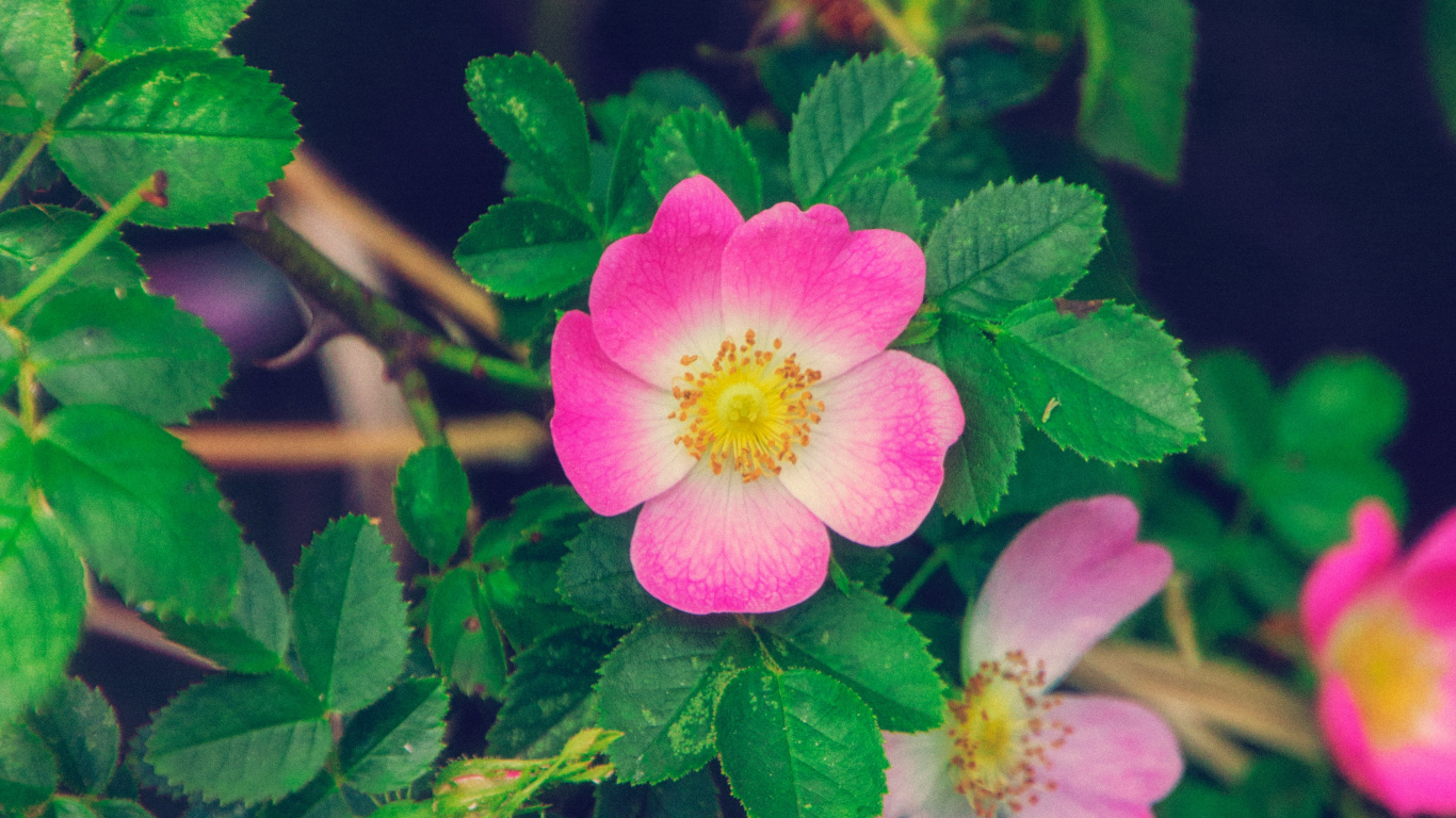 显花植物, 纹理, 诗歌, 工厂 壁纸 1366x768 允许
