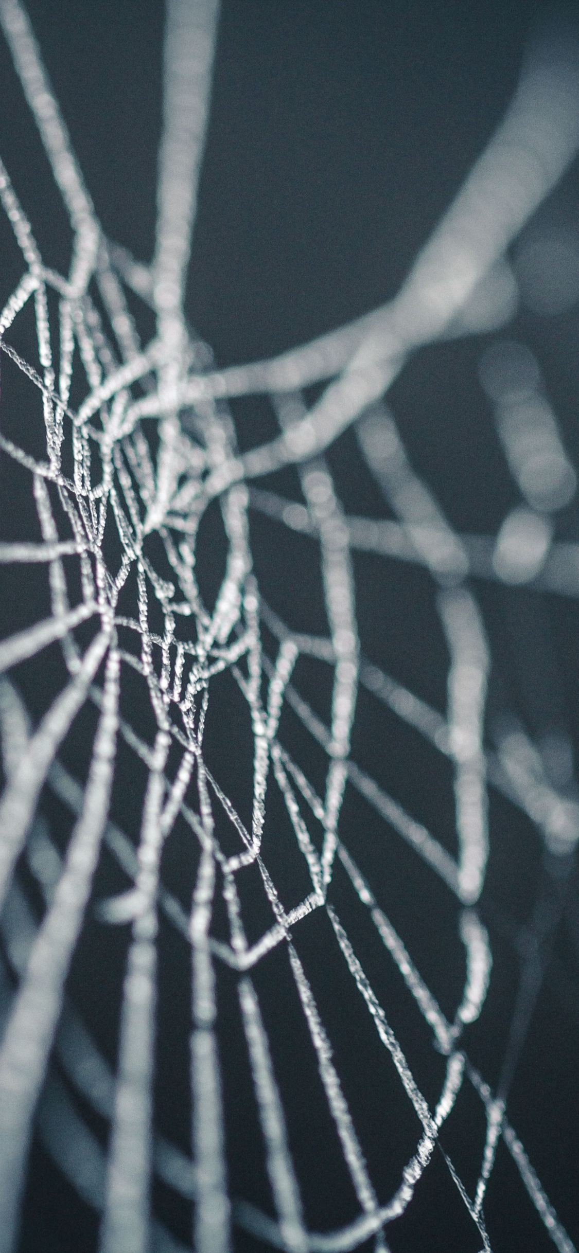 Spider web HD wallpapers | Pxfuel
