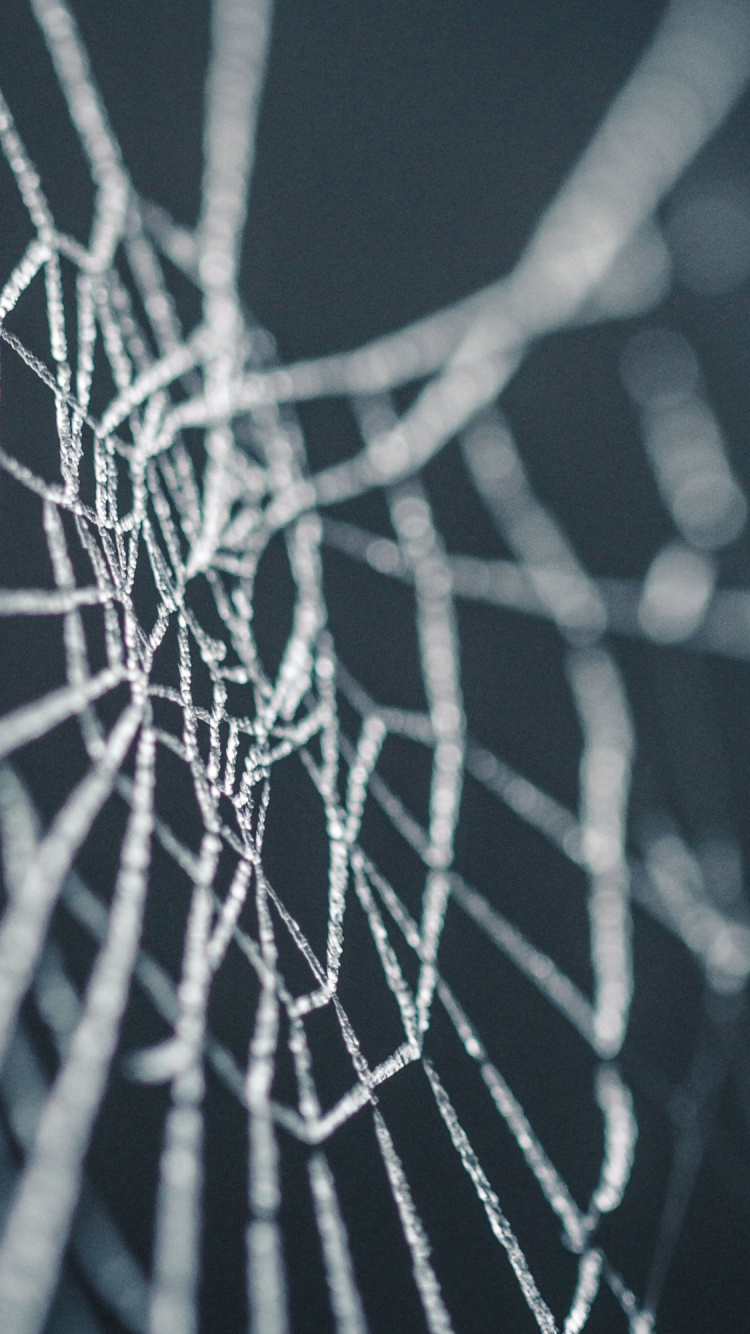 Halloween, Spinne, Spinnennetz, Natur, Vegetation. Wallpaper in 750x1334 Resolution