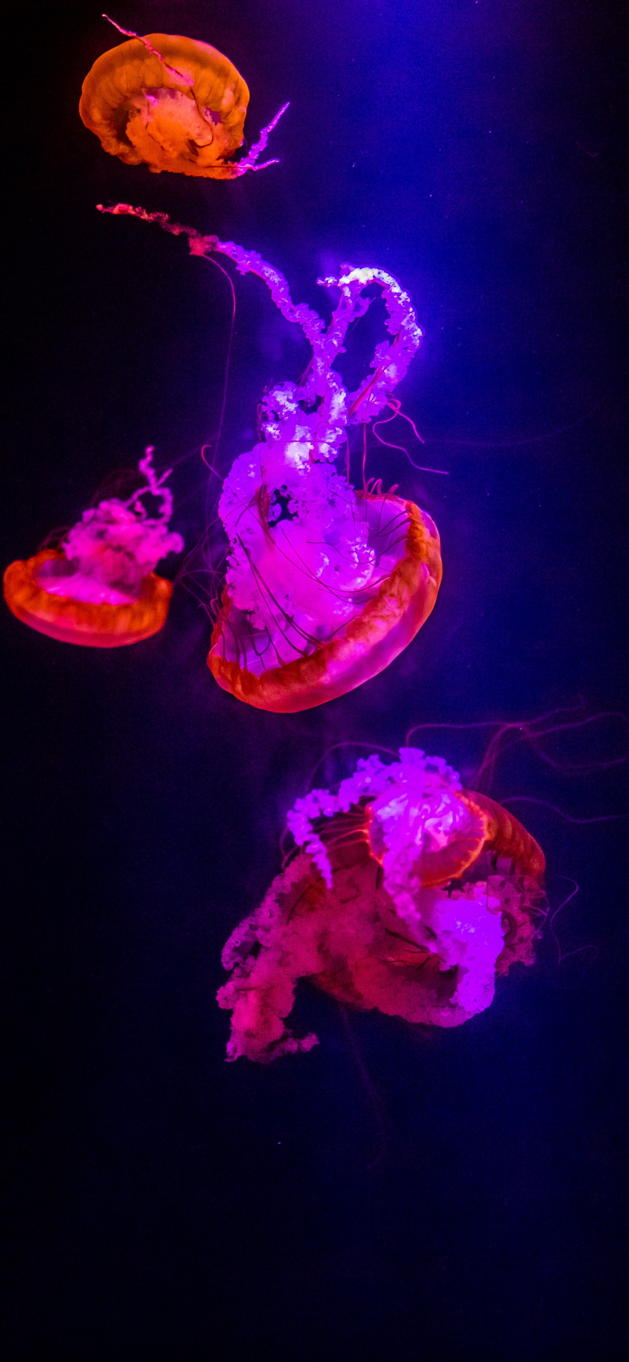 Purple, Light, Jellyfish, Entertainment, Plant. Wallpaper in 1242x2688 Resolution