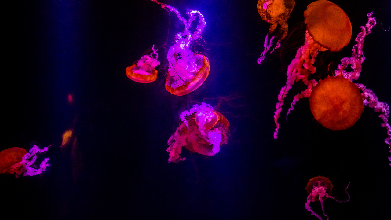 Purple, Light, Jellyfish, Entertainment, Plant. Wallpaper in 1280x720 Resolution