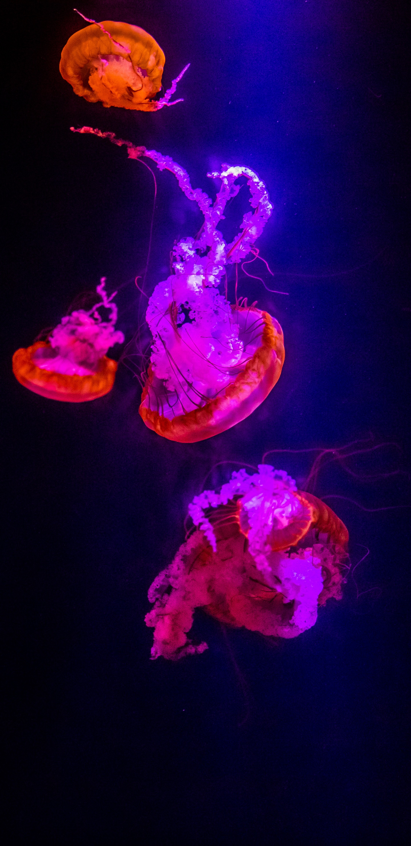 Purple, Light, Jellyfish, Entertainment, Plant. Wallpaper in 1440x2960 Resolution