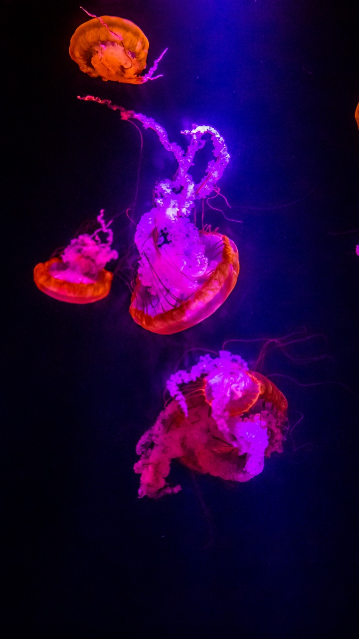 Purple, Light, Jellyfish, Entertainment, Plant. Wallpaper in 720x1280 Resolution