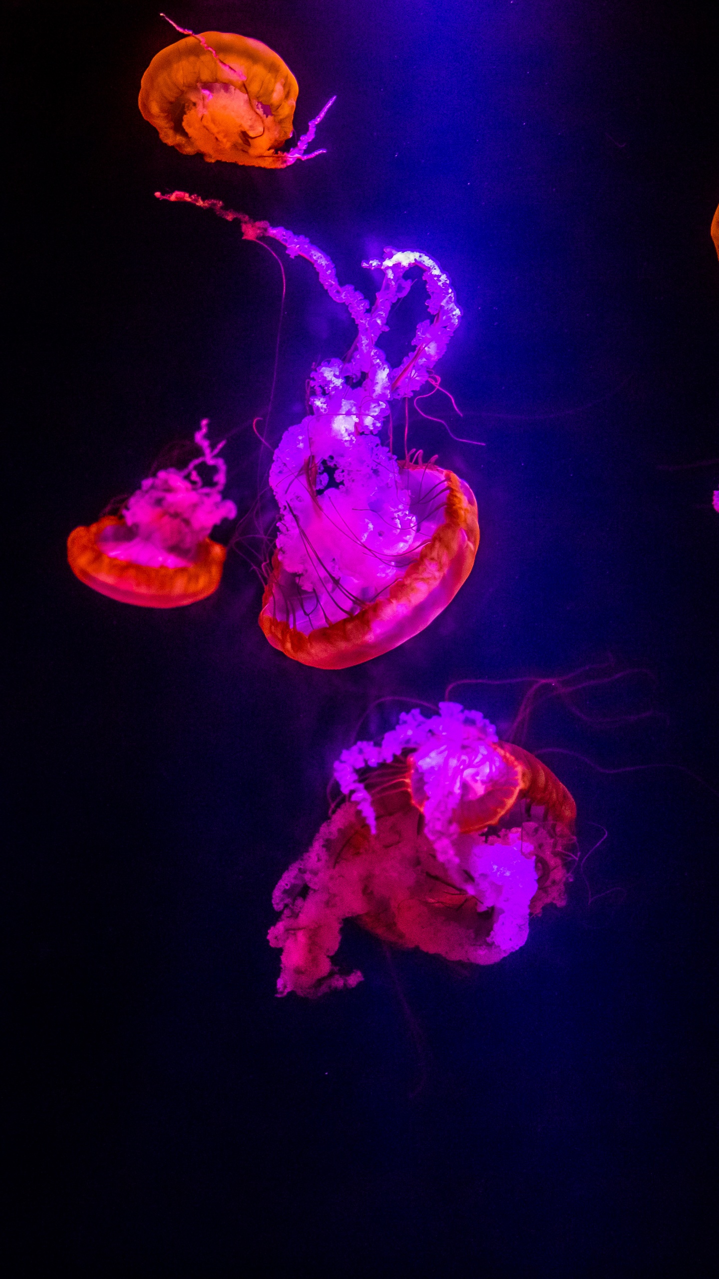 Purpur, Licht, Qualle, Unterhaltung, Darstellende Kunst. Wallpaper in 1440x2560 Resolution