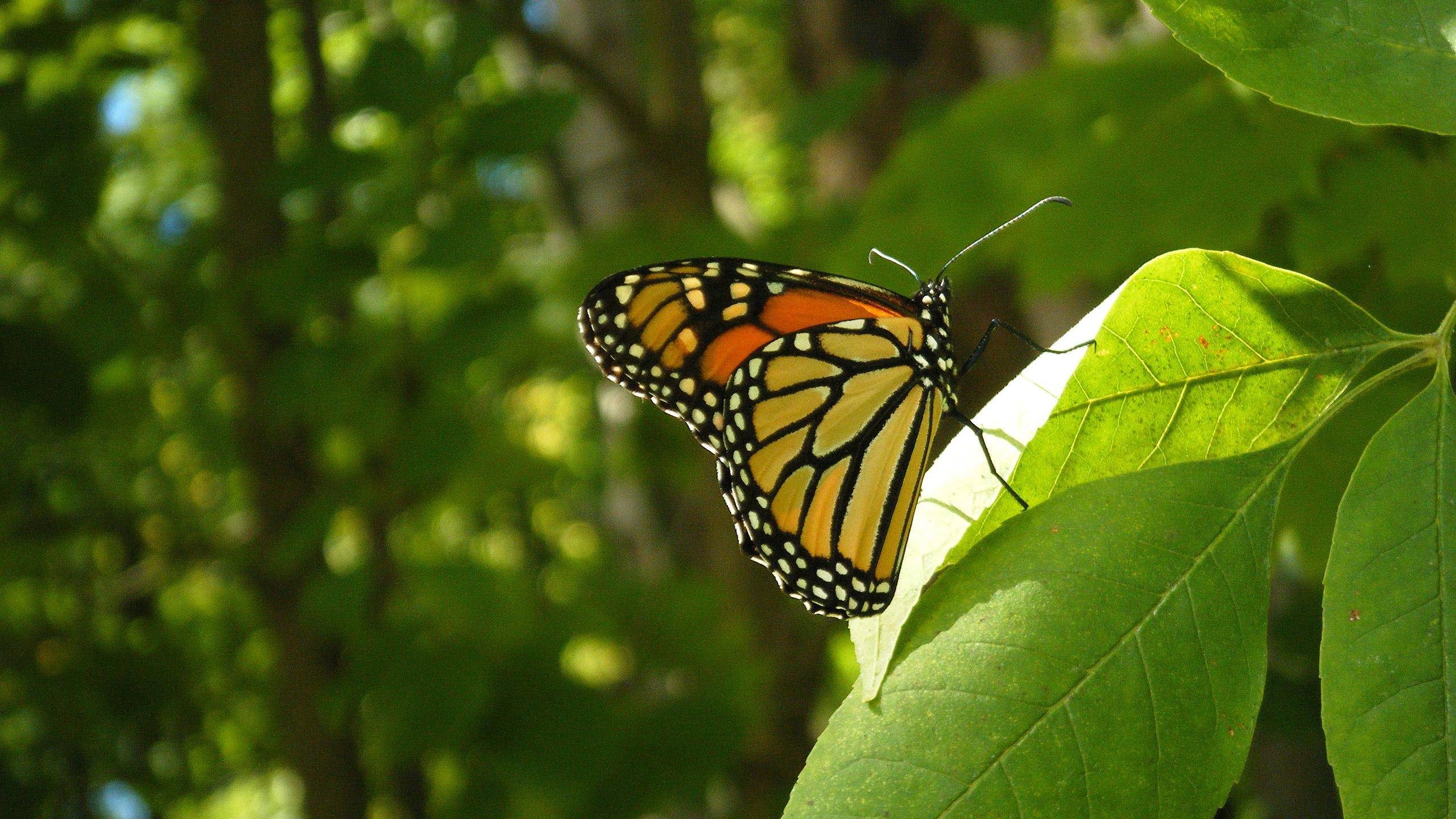 Monarch Butterfly Perched on Green Leaf in Close up Photography During Daytime. Wallpaper in 2560x1440 Resolution