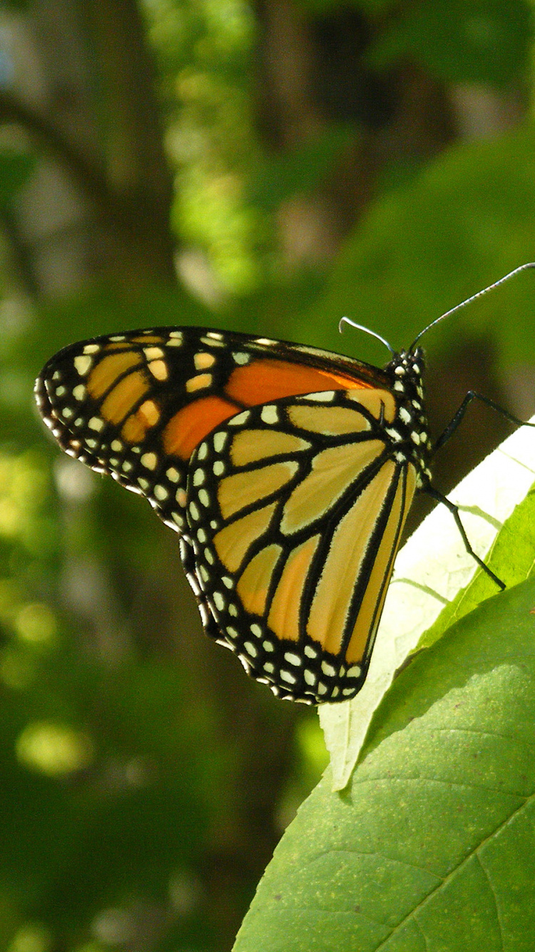 Monarch Butterfly Perched on Green Leaf in Close up Photography During Daytime. Wallpaper in 750x1334 Resolution