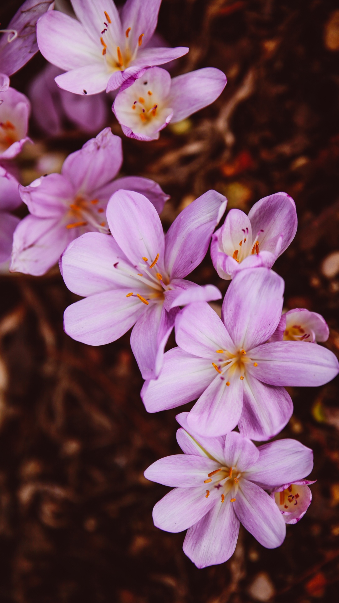 Weiße Und Violette Blüten in Tilt-Shift-Linse. Wallpaper in 1080x1920 Resolution