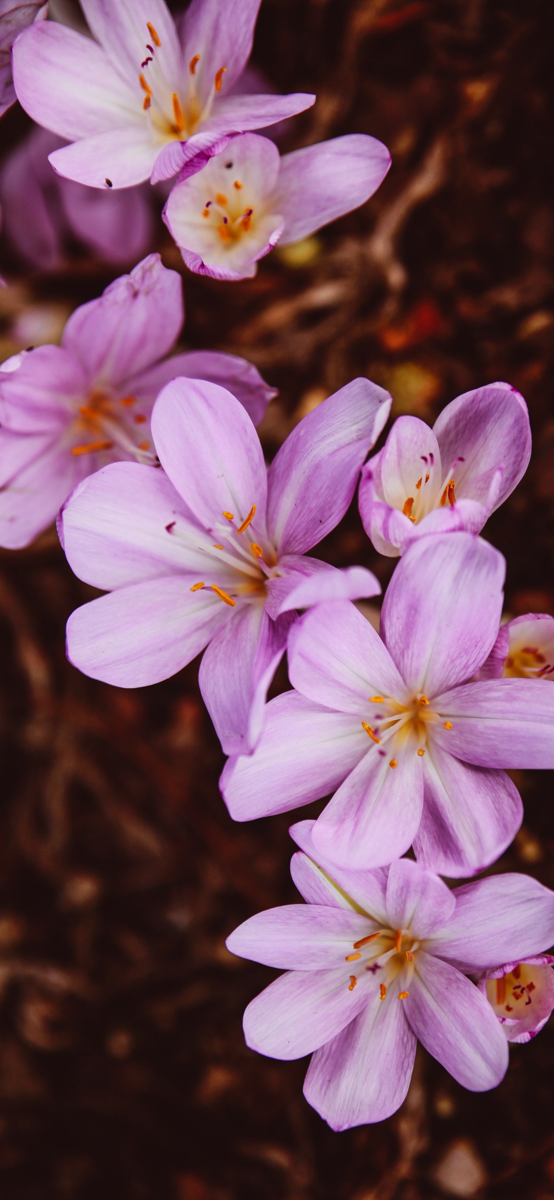 Weiße Und Violette Blüten in Tilt-Shift-Linse. Wallpaper in 1125x2436 Resolution