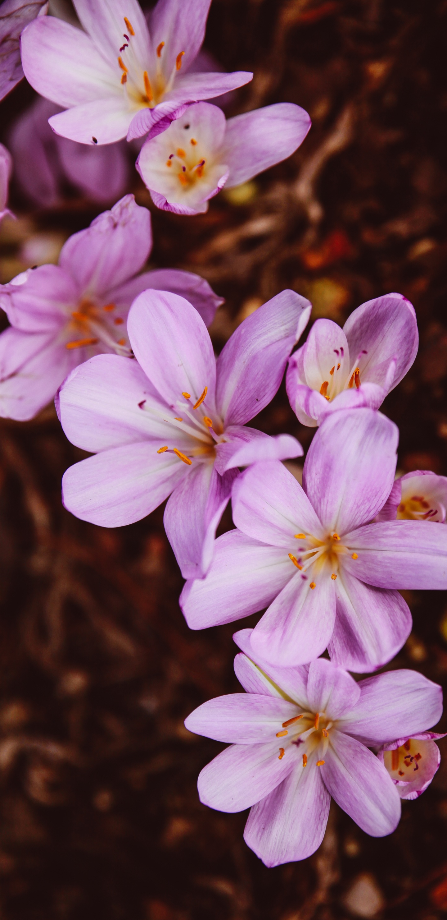 Weiße Und Violette Blüten in Tilt-Shift-Linse. Wallpaper in 1440x2960 Resolution