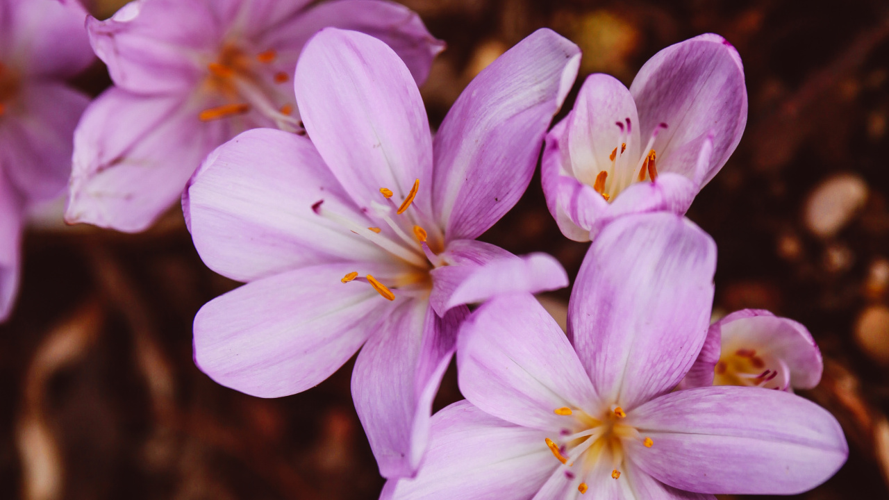 White and Purple Flowers in Tilt Shift Lens. Wallpaper in 1280x720 Resolution