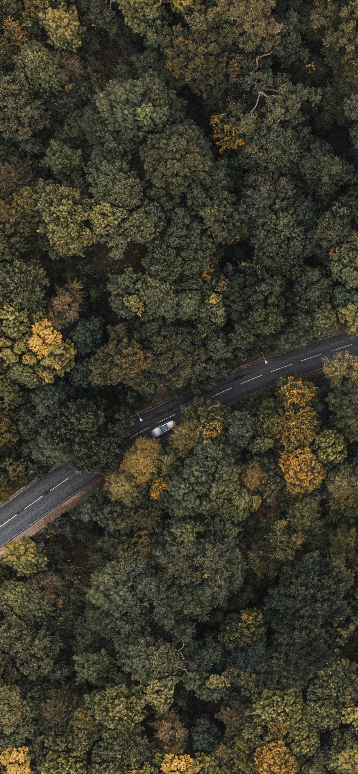 London, Suzuki DR-Z400, Paper, Metal, Plant. Wallpaper in 1242x2688 Resolution