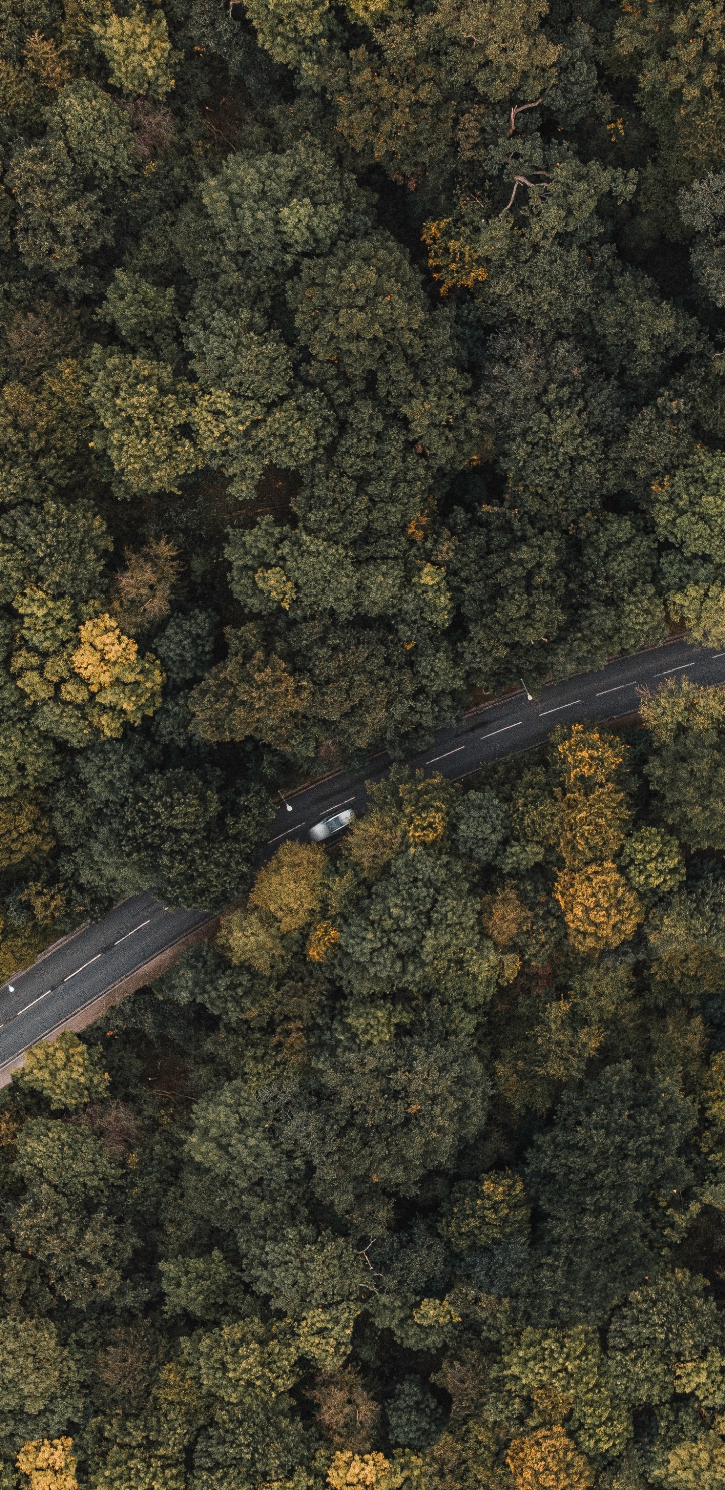 London, Suzuki DR-Z400, Paper, Metal, Plant. Wallpaper in 1440x2960 Resolution