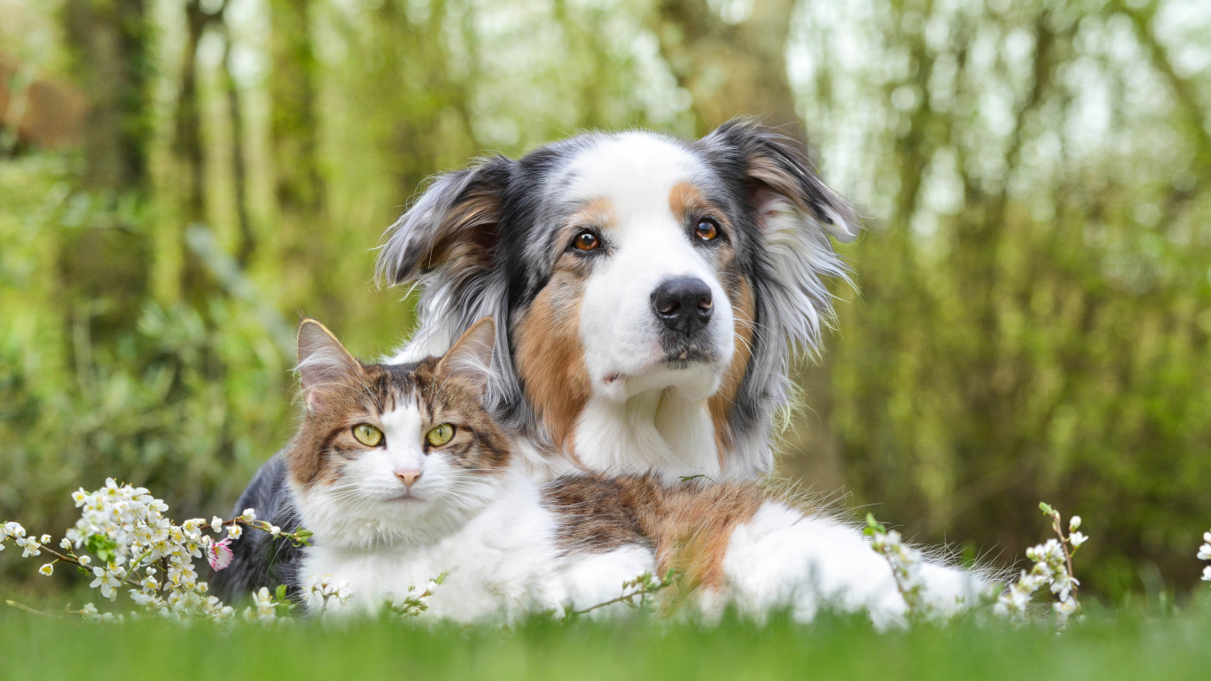 Chiot, Race de Chien, Chien, Berger Australien, Chien de Compagnie. Wallpaper in 1366x768 Resolution