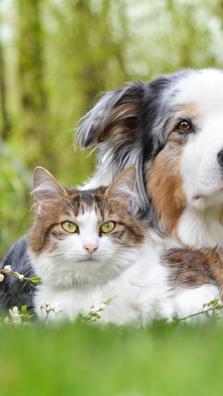 Puppy, Dog Breed, Dog, Australian Shepherd, Companion Dog. Wallpaper in 750x1334 Resolution