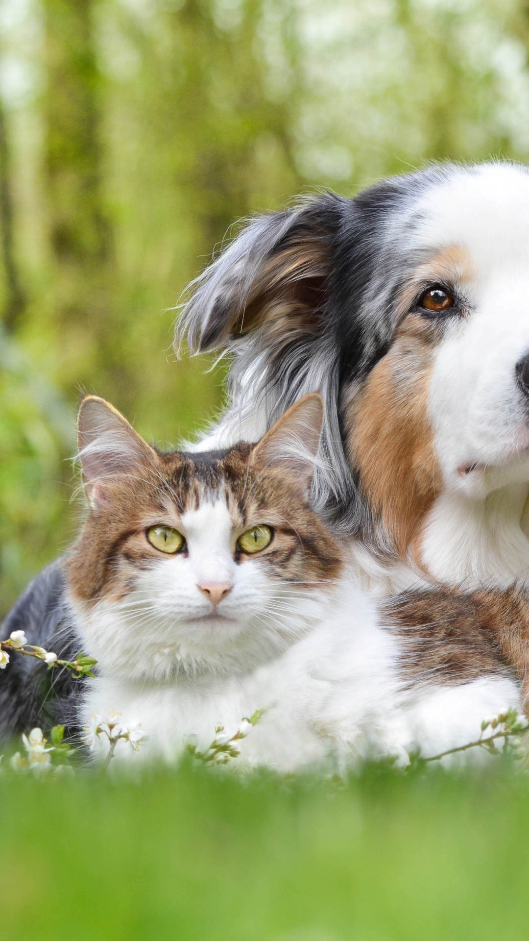 Cachorro, Raza de Perro, Perro, Pastor Australiano, Perro de Compañía. Wallpaper in 1080x1920 Resolution