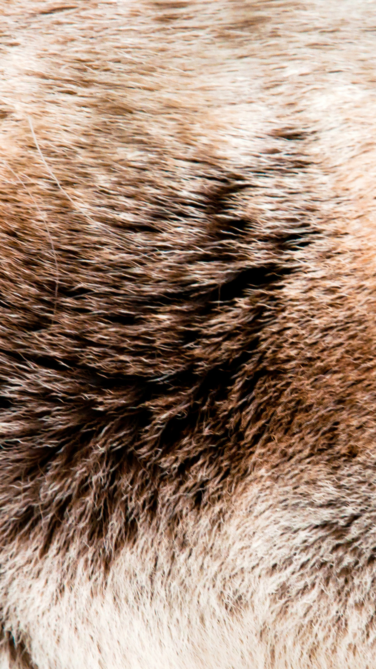 皮毛, 野生动物, 貂, 胡须, 鼻子 壁纸 750x1334 允许