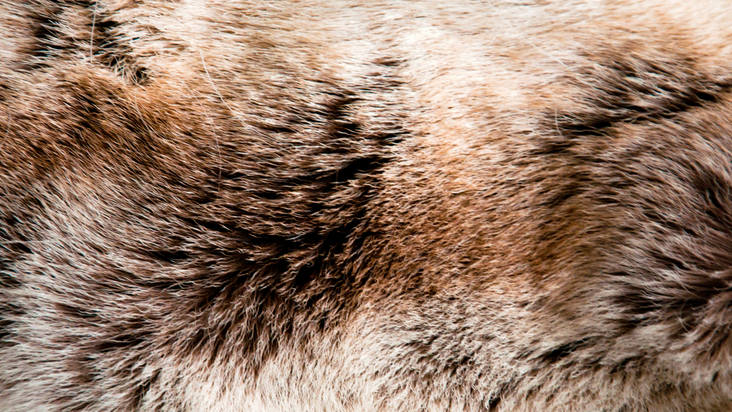 Brown and Black Fur Textile. Wallpaper in 2560x1440 Resolution