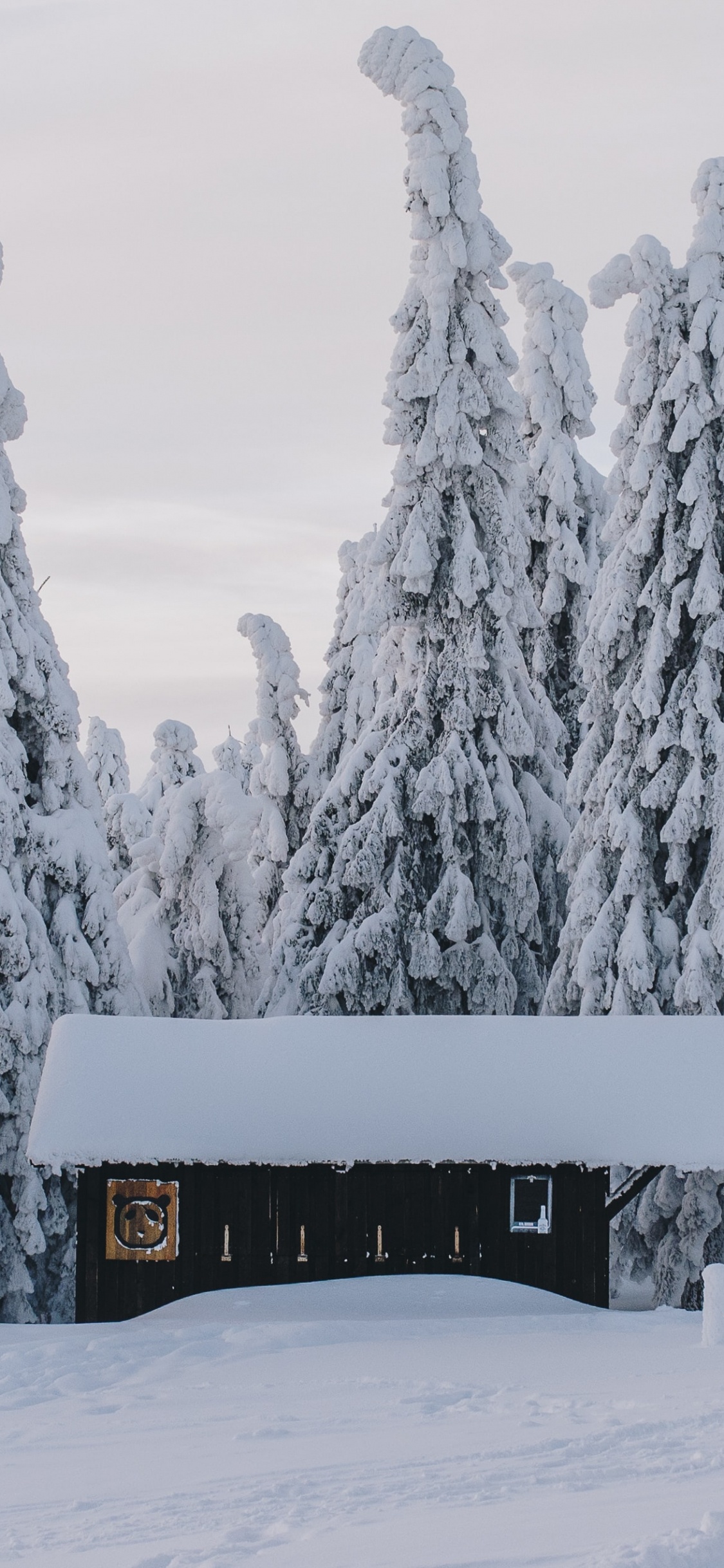 Snow, Winter, Building, Plant, Window. Wallpaper in 1125x2436 Resolution