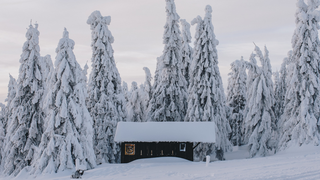 Snow, Winter, Building, Plant, Window. Wallpaper in 1280x720 Resolution