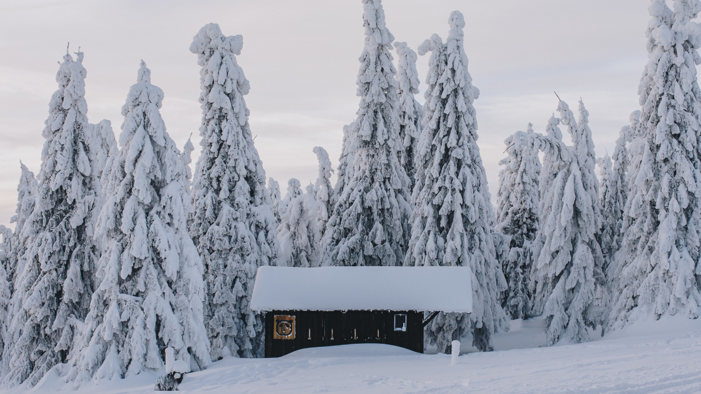 Snow, Winter, Building, Plant, Window. Wallpaper in 1366x768 Resolution