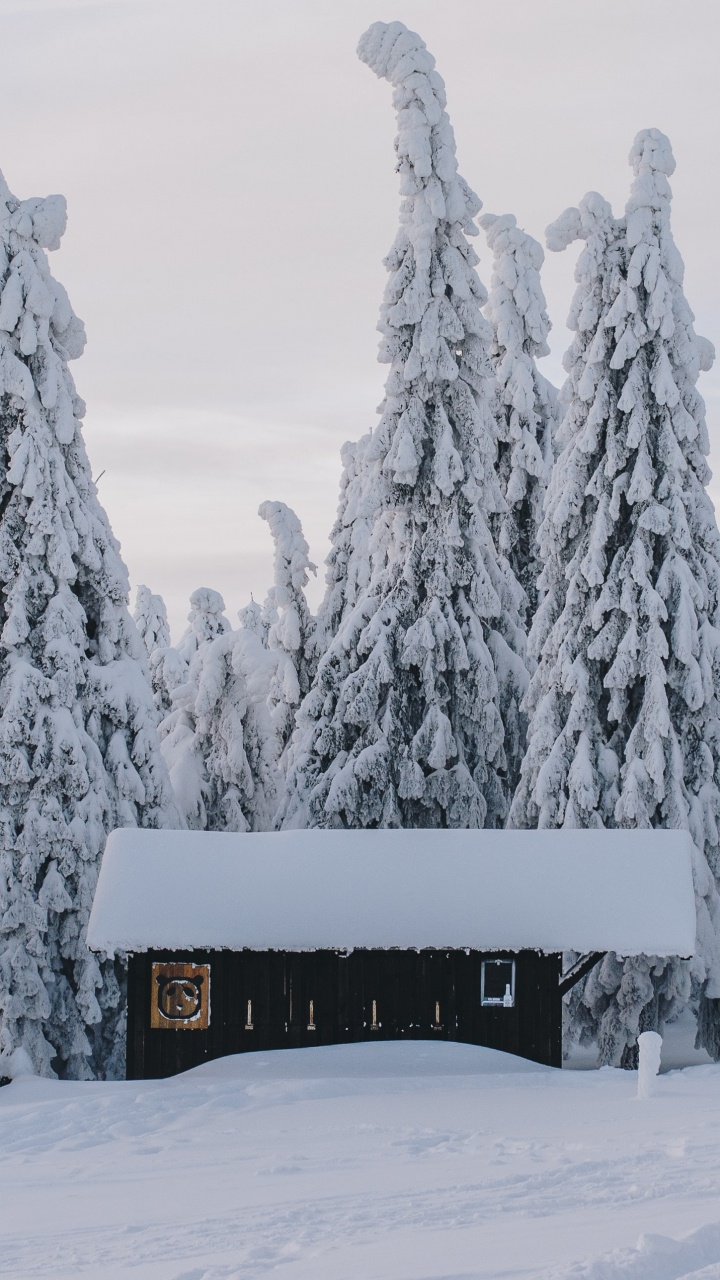Snow, Winter, Building, Plant, Window. Wallpaper in 720x1280 Resolution