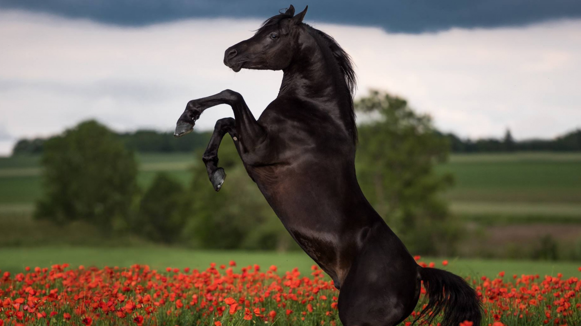 Caballo Negro Corriendo en el Campo de Flores Rojas Durante el Día. Wallpaper in 1920x1080 Resolution